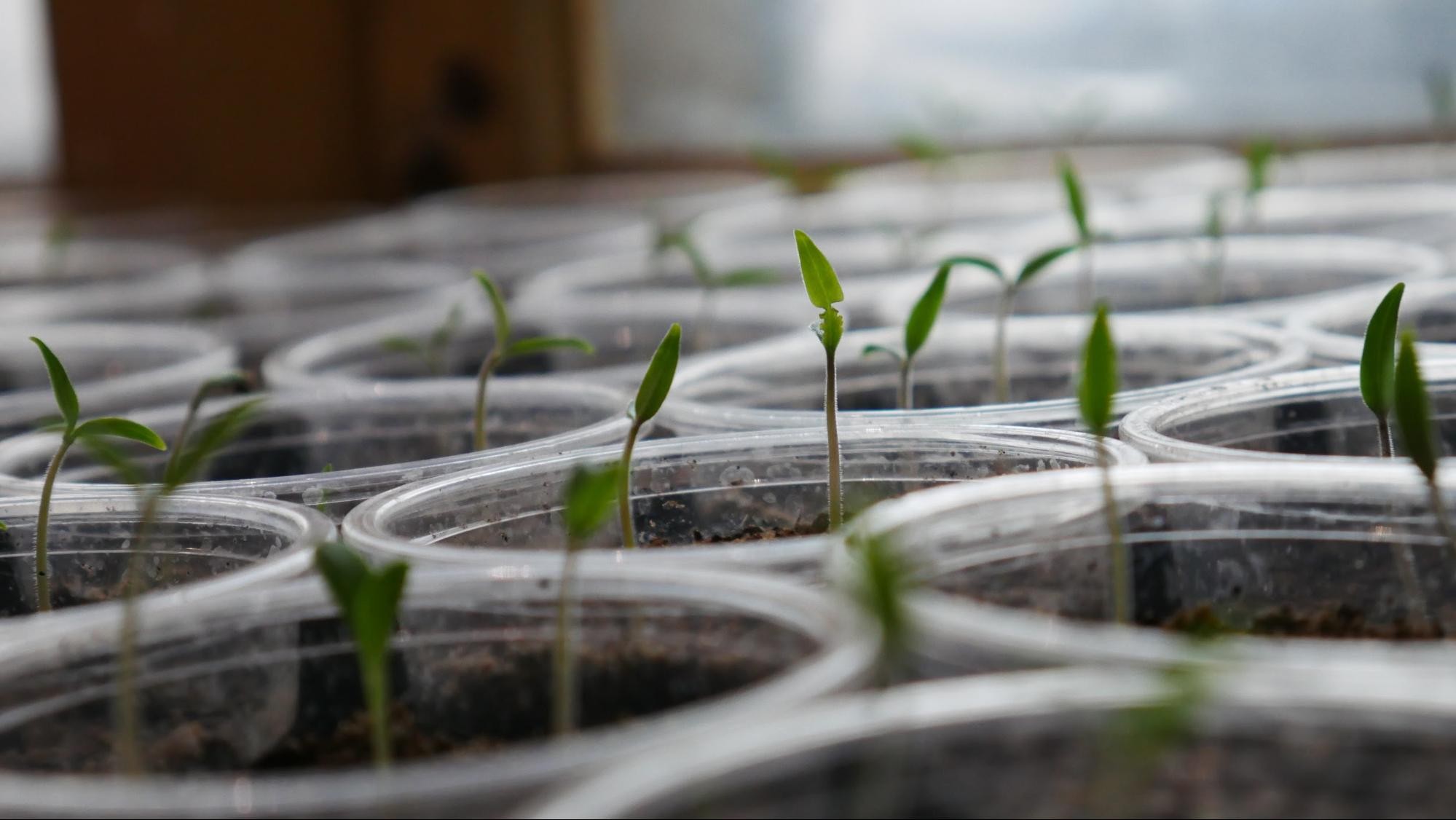 Seedlings grow in jars as part of an earth day activity.