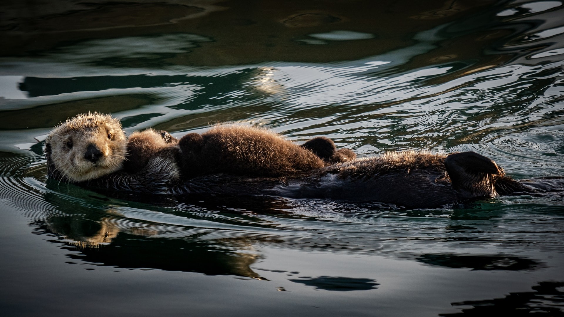 A sea otter plays in the water.
