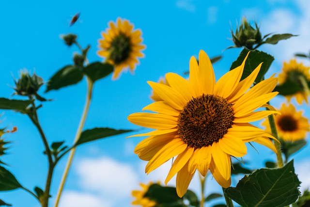 Photo of sunflowers by Brett Sayles