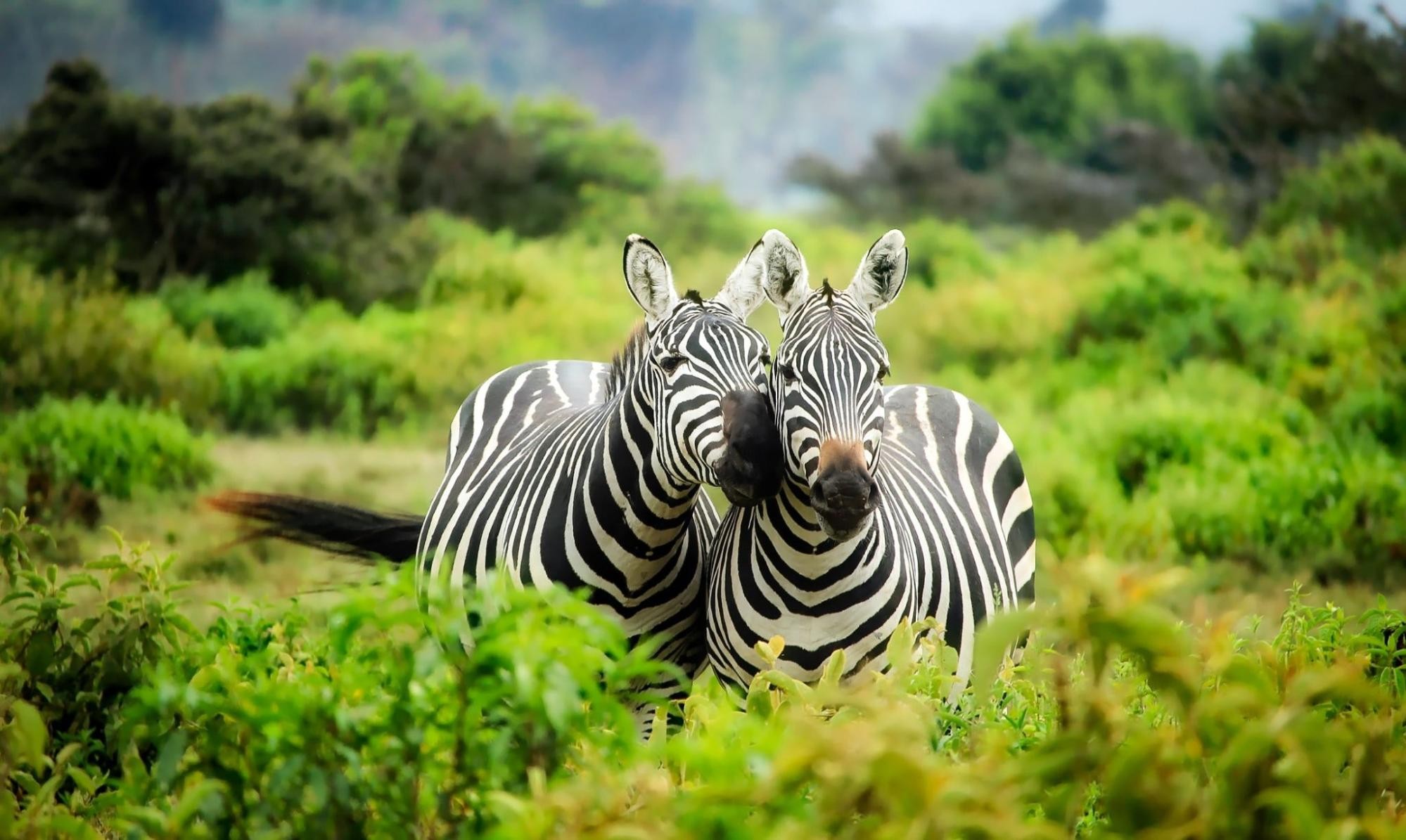 Two zebras in a zoo