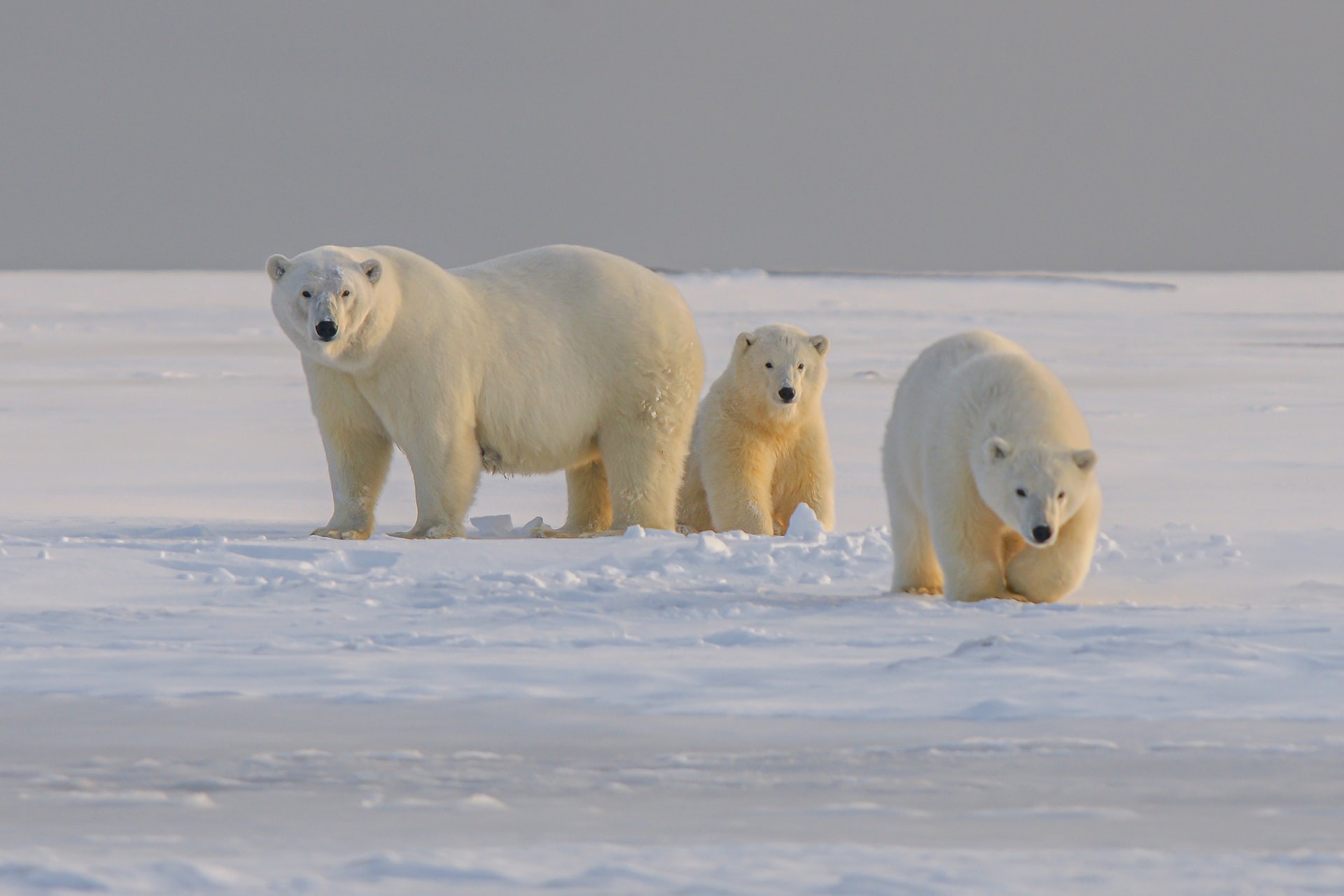 Three polar bears walk across the snow in the Arctic tundra.