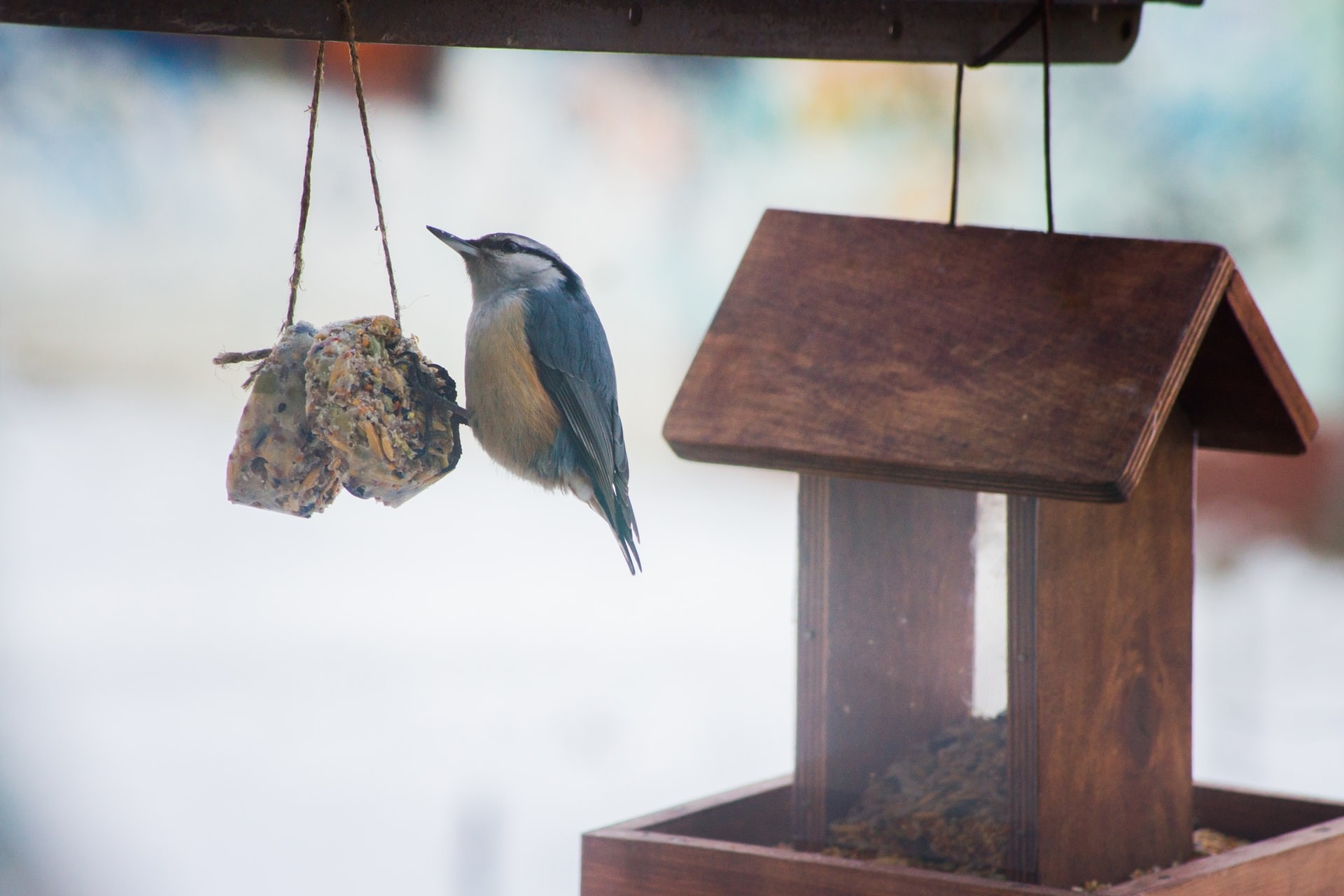 A bird sits on a birdseed ornament from earth day activities for kids.