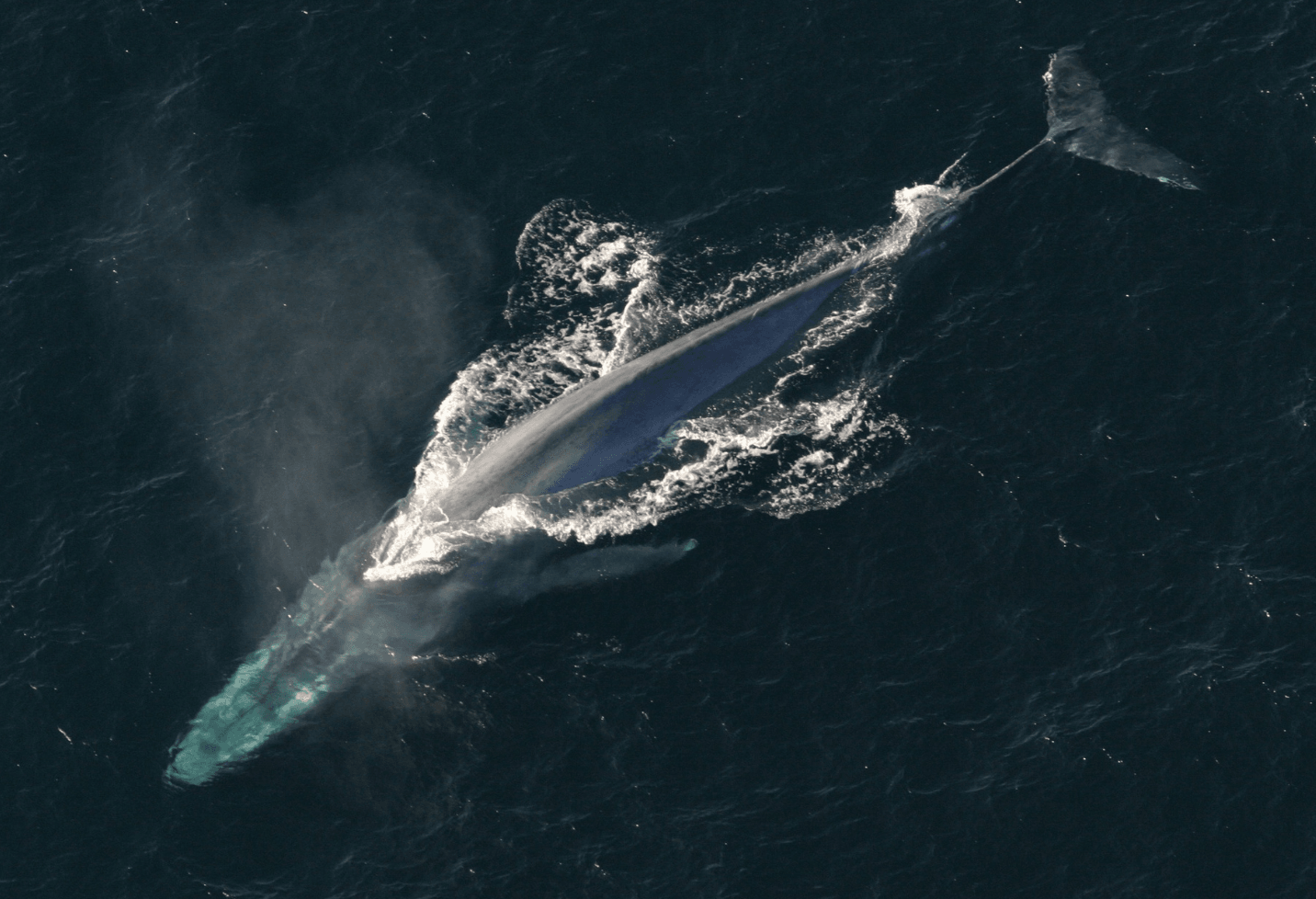 Blue whale swimming in the ocean.
